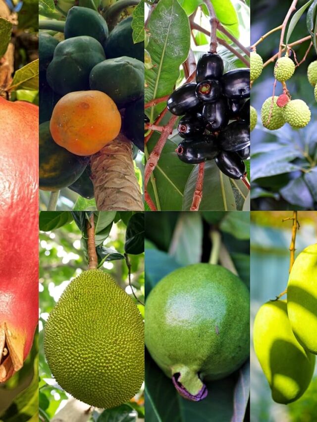 Monsoon Magic: Unveiling the Health Benefits of Rainy Season Fruits