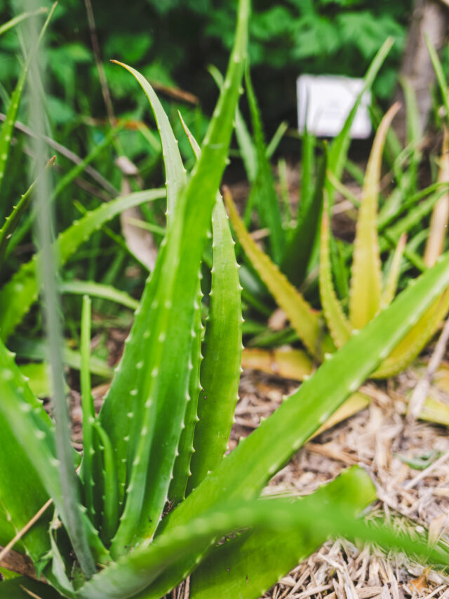 Aloe Vera: The Wonder Plant and Its Many Benefits